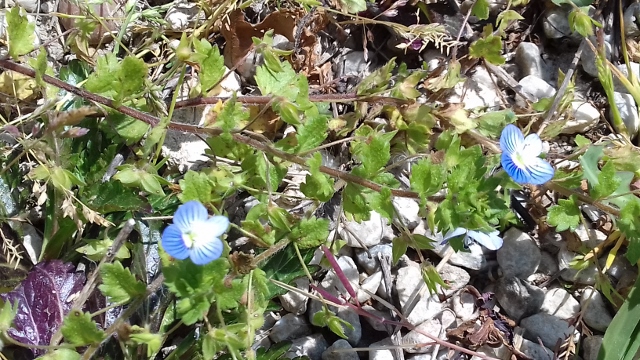 Annexe 20200403_133952 (640x360).jpg