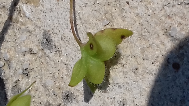 Annexe 20200403_134635 (640x360).jpg