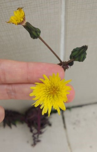 Annexe fleur vue de face.jpg