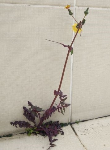 Annexe plante entiere.jpg