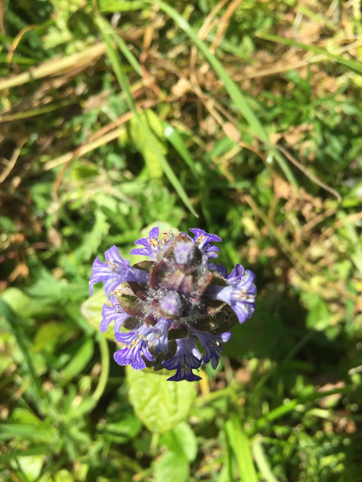 Annexe 91915471_781827879009962_990748581801492480_n.jpg