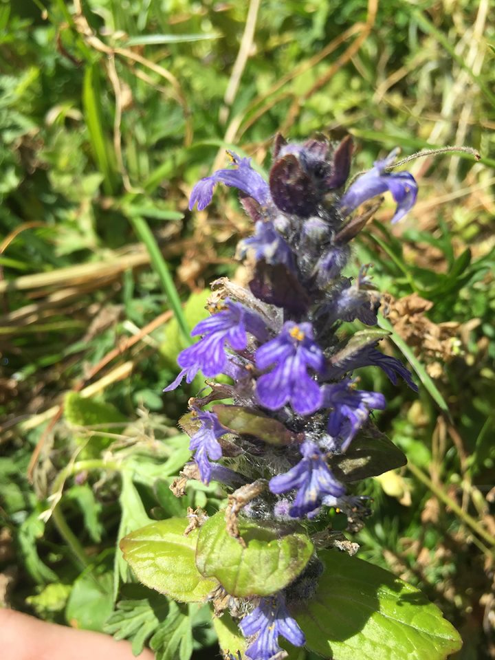 Annexe 92119142_223938615347678_6401008065826521088_n.jpg