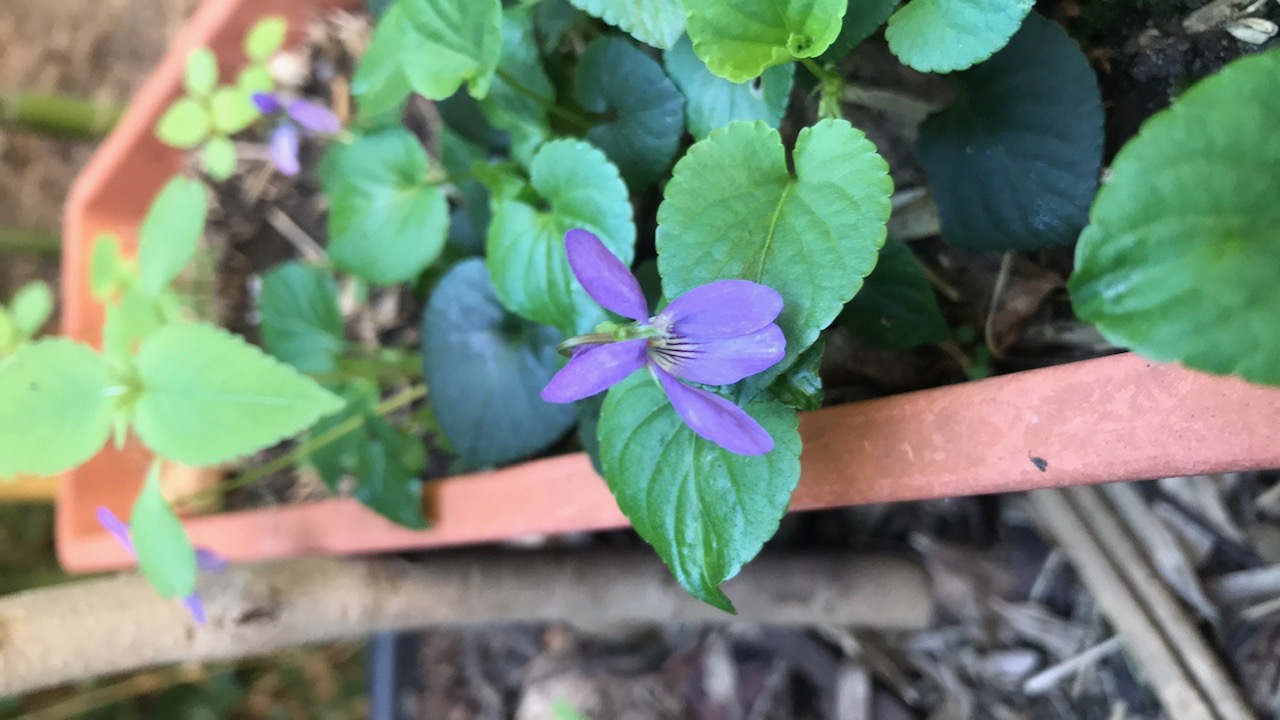 Annexe IMG_8848 (1).JPG