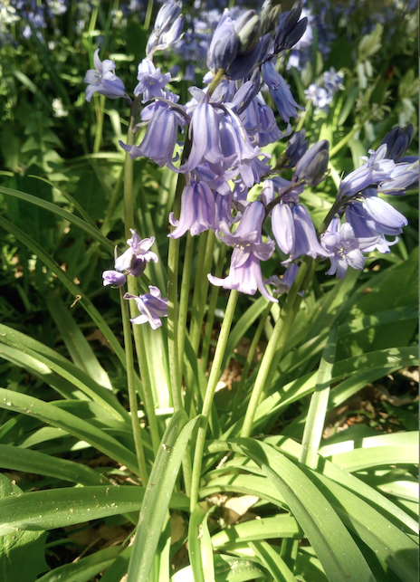 Annexe JacintheBois.png