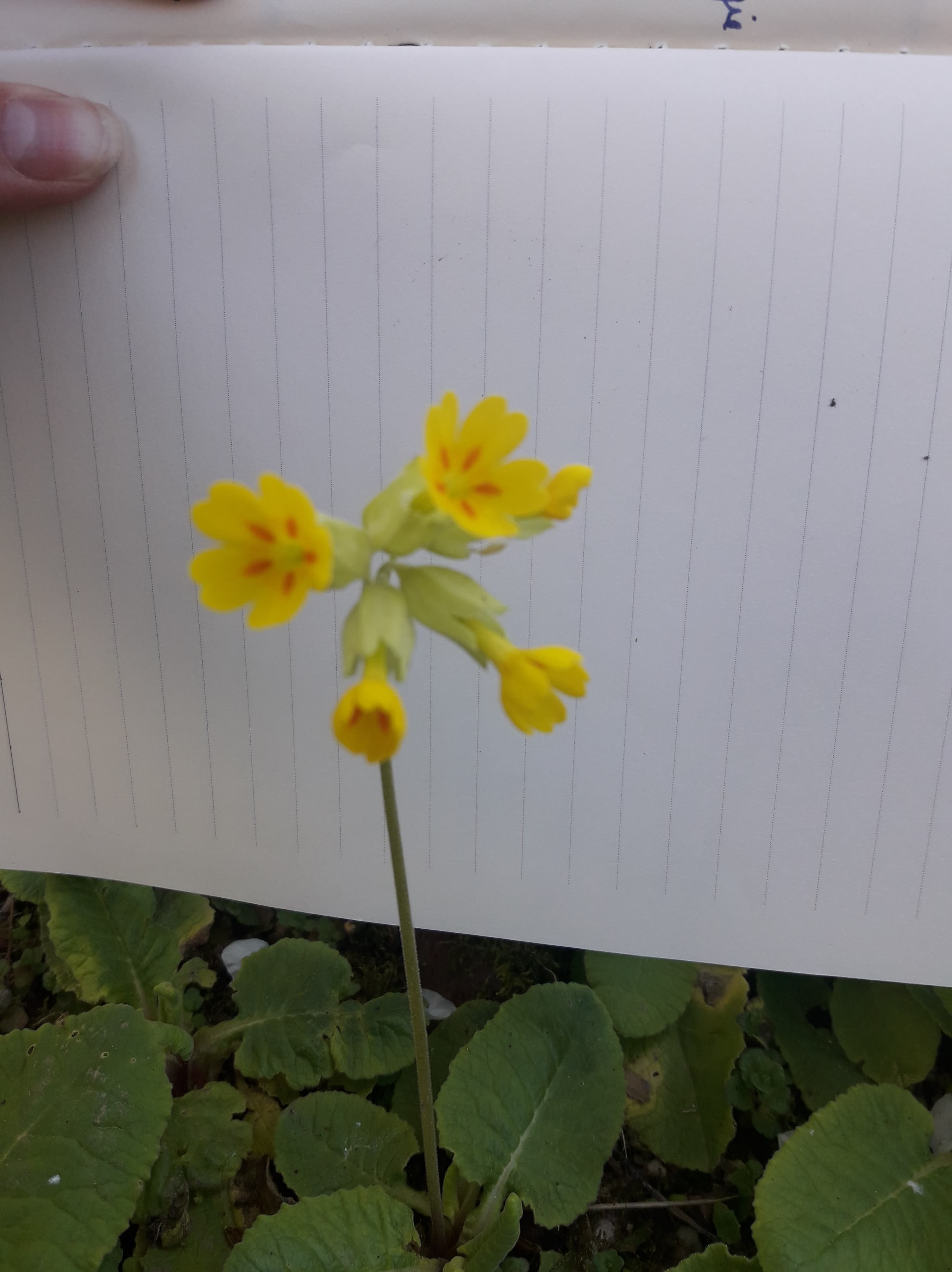 Annexe 91931972_244607906923386_20922108548743168_n.jpg