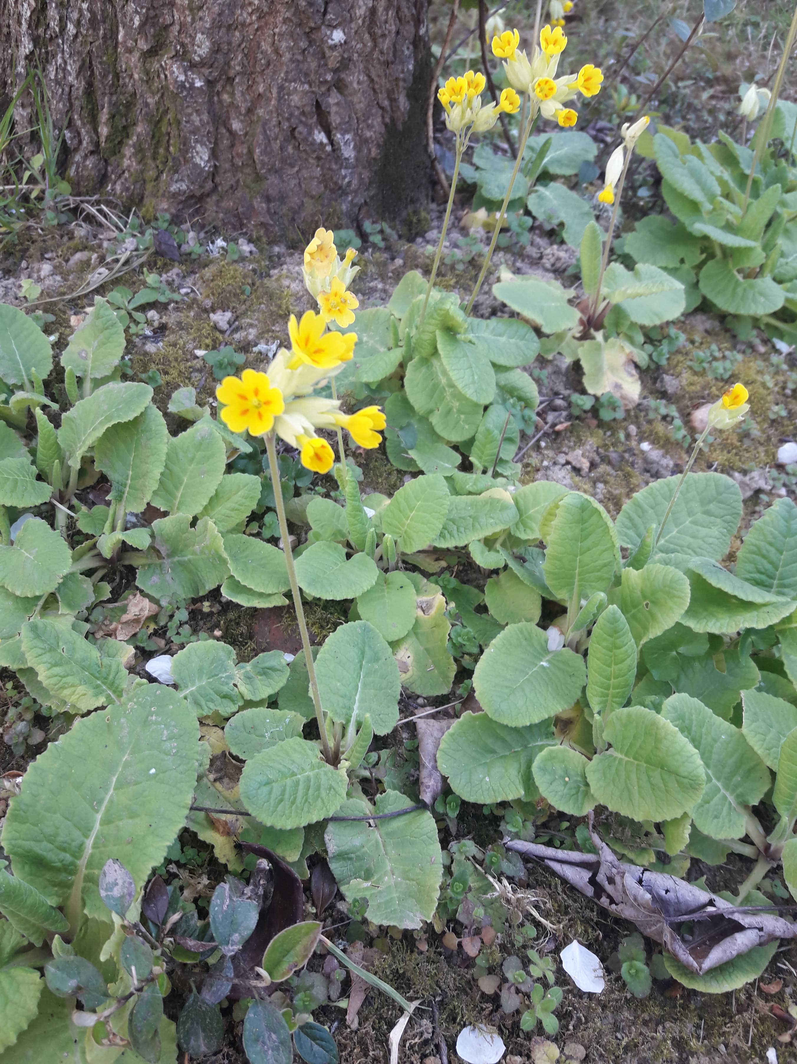 Annexe 92160547_2846992525421945_2645590246770606080_n.jpg