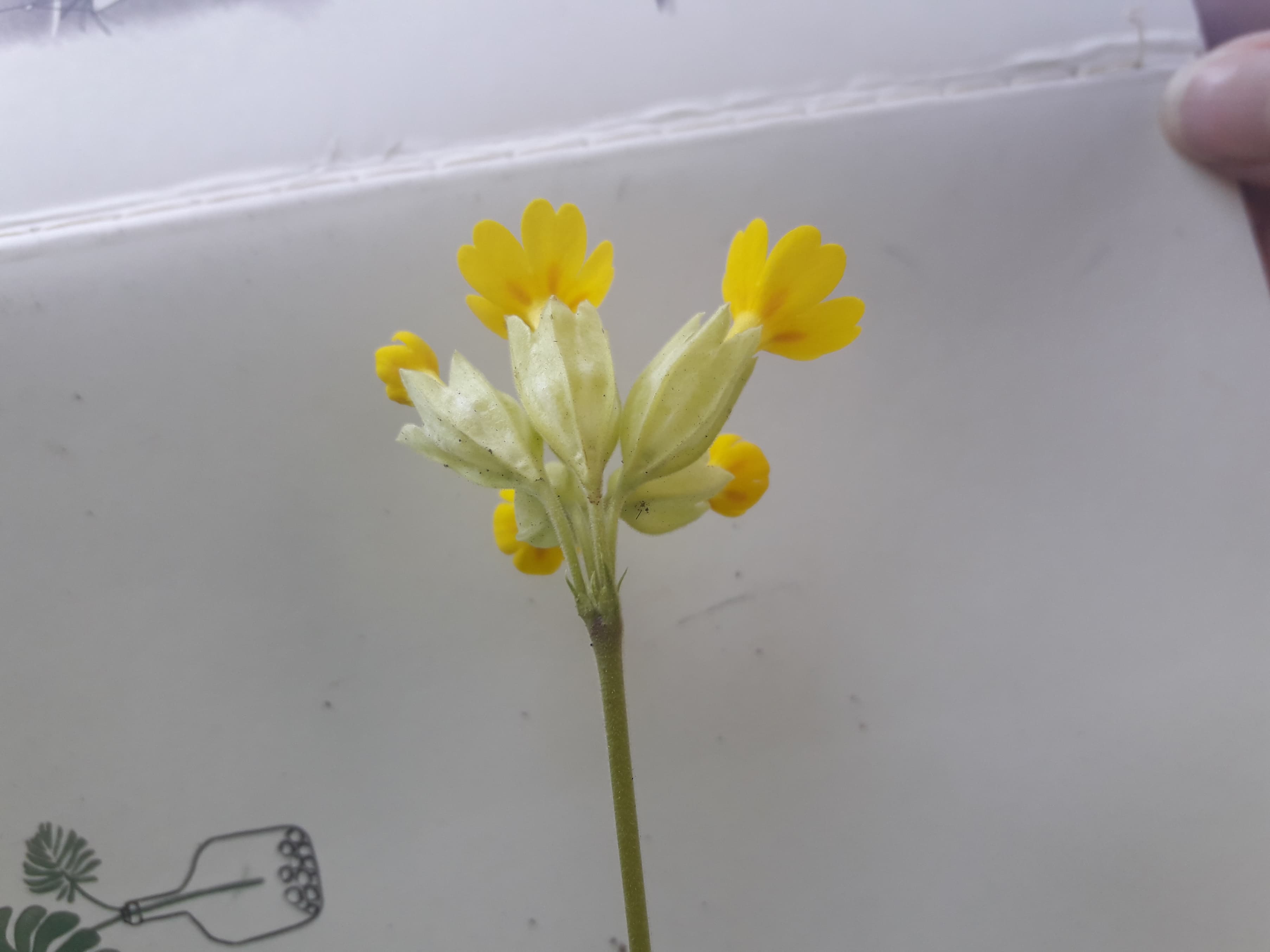 Annexe 92189376_1106051139760075_3810431355070709760_n.jpg