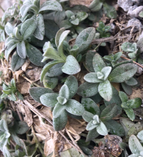 Annexe Capture d’écran . 2020-04-04 à 16.59.16.png