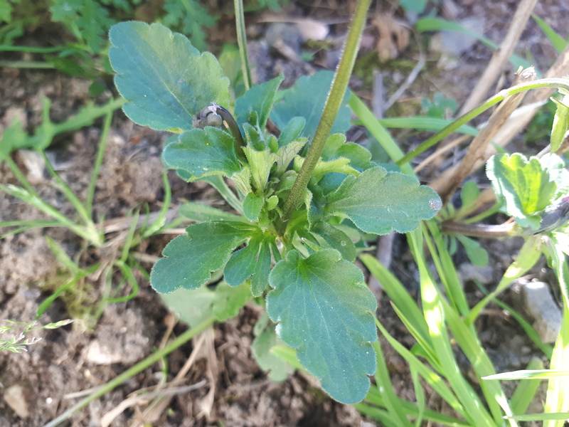 Annexe Feuille_pensée.jpg