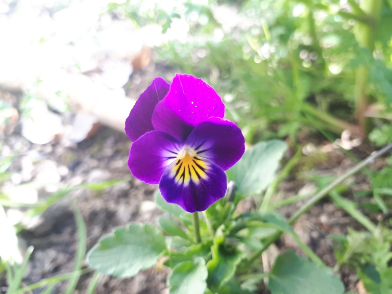 Annexe Fleur_pensée.jpg