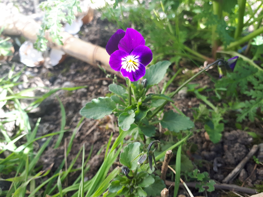 Annexe Vue_ensemble_pensée.jpg