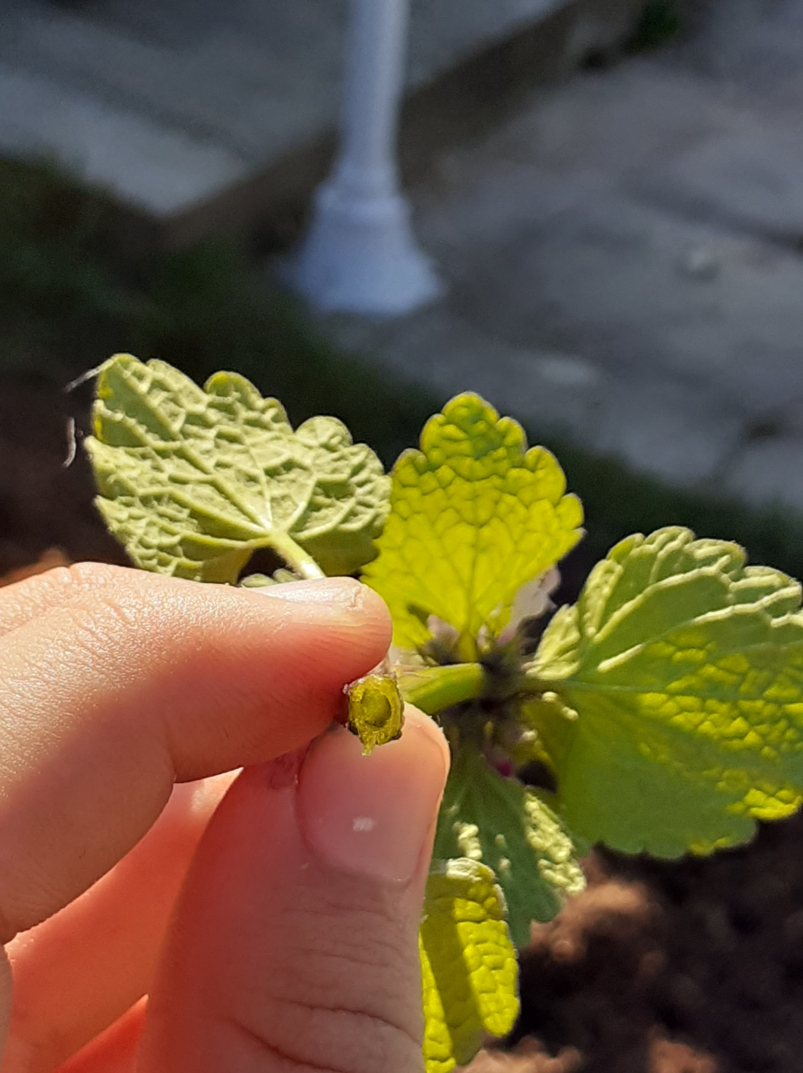 Annexe 91811184_665068980959698_8008131042114273280_n.jpg