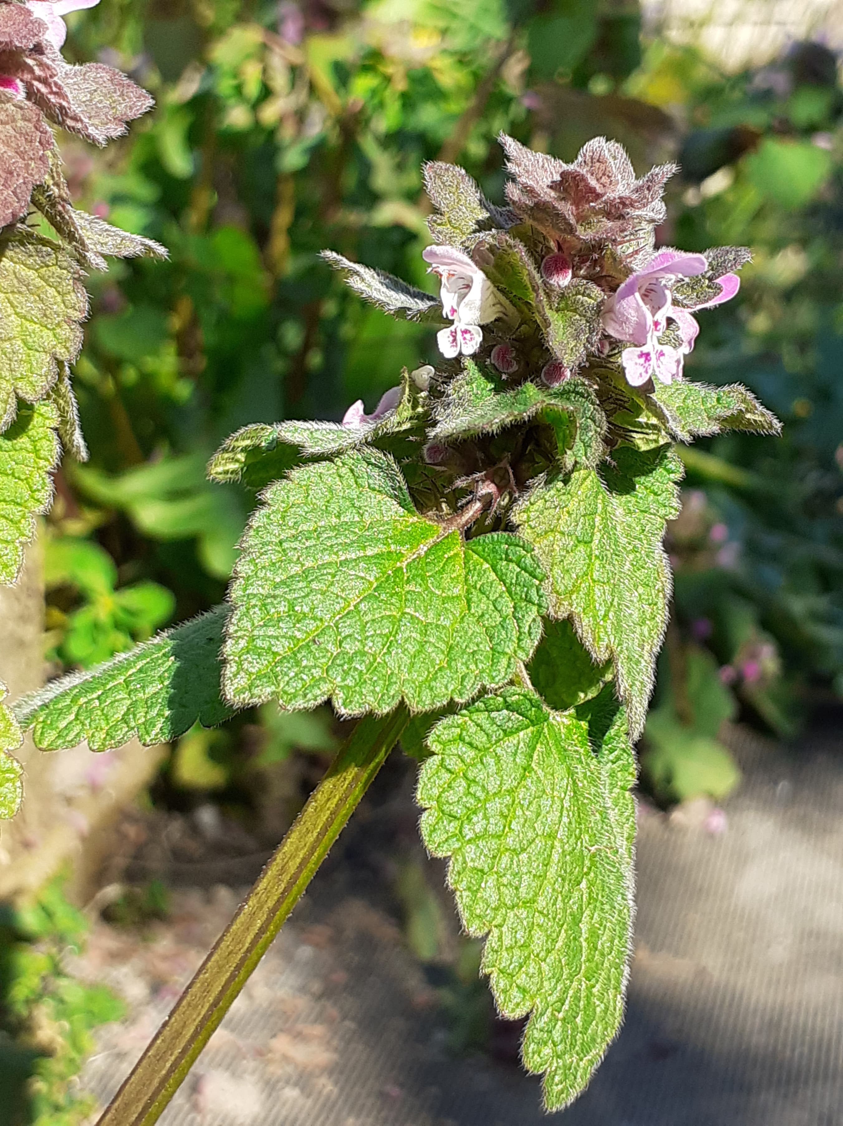 Annexe 91955209_599849130601831_7048453172855046144_n.jpg