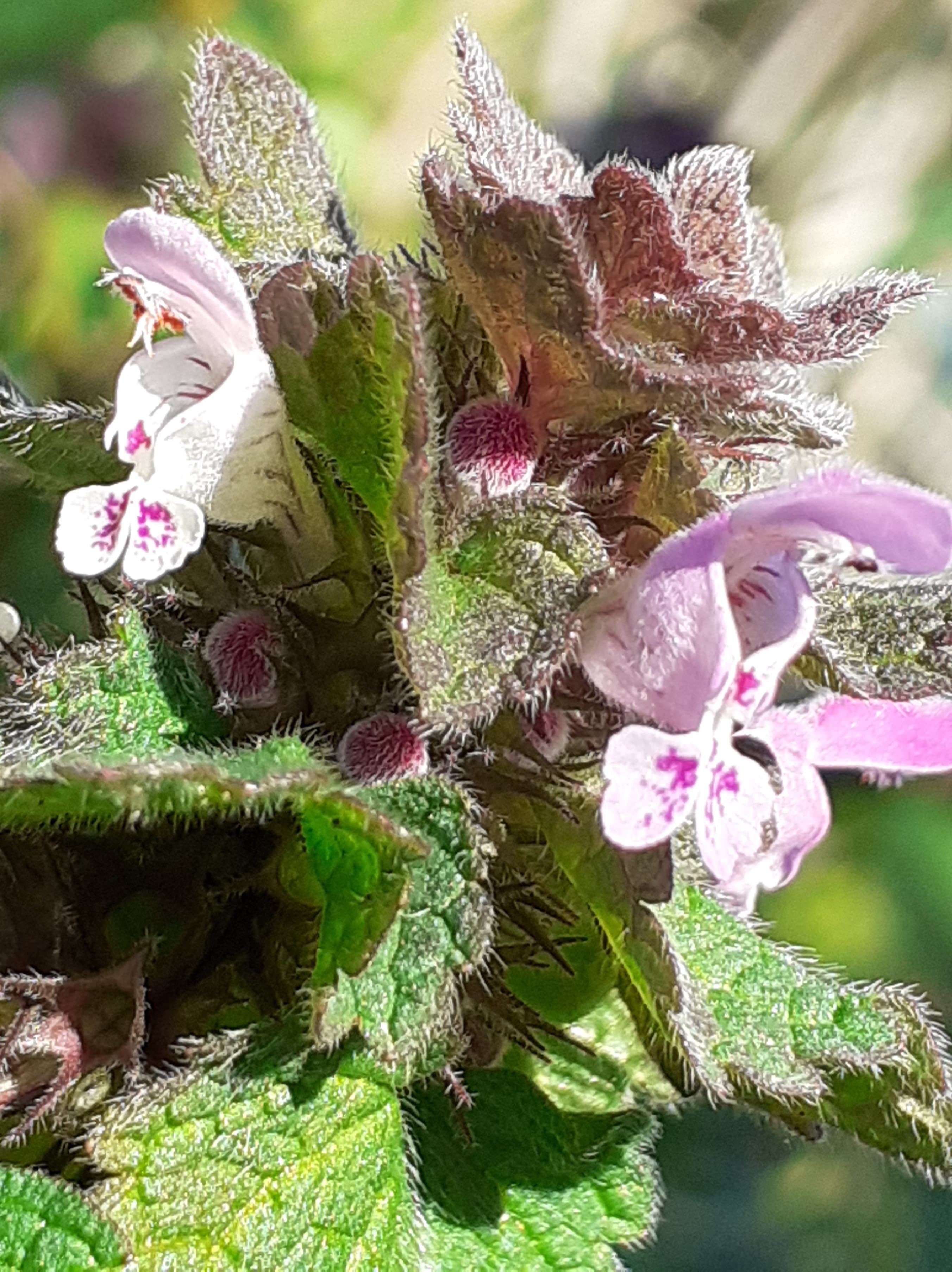 Annexe 92011797_276243190033197_4411443248539631616_n.jpg