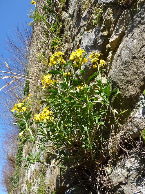 Annexe Giroflées des murailles - Copie (2).JPG