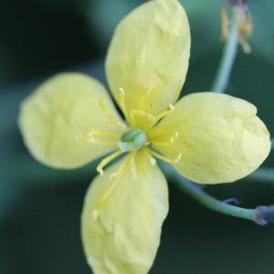 Annexe Pictoflora- fleur.jpg