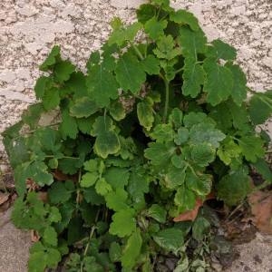 Annexe Pictoflora- vue globale.jpg