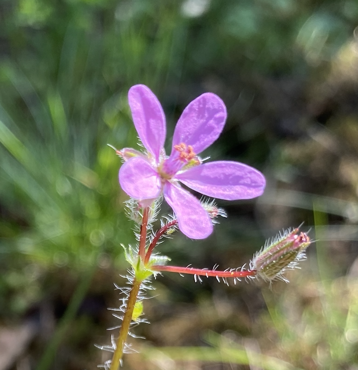 Annexe Capture d’écran 2020-04-04 à 17.34.55.png