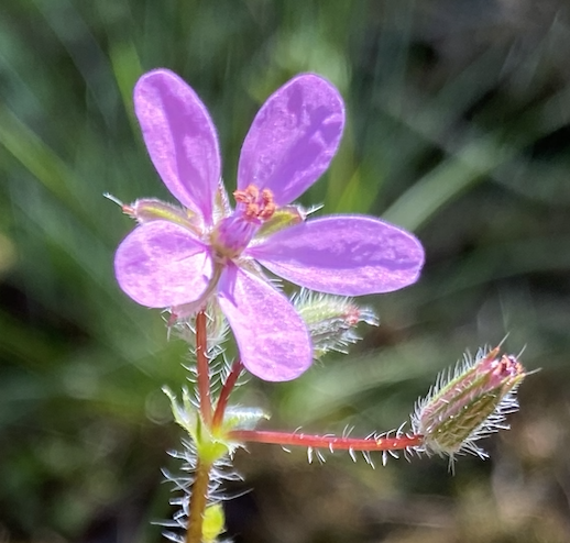 Annexe Capture d’écran 2020-04-04 à 17.40.18.png