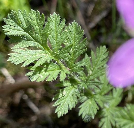 Annexe Capture d’écran 2020-04-04 à 17.46.24.png