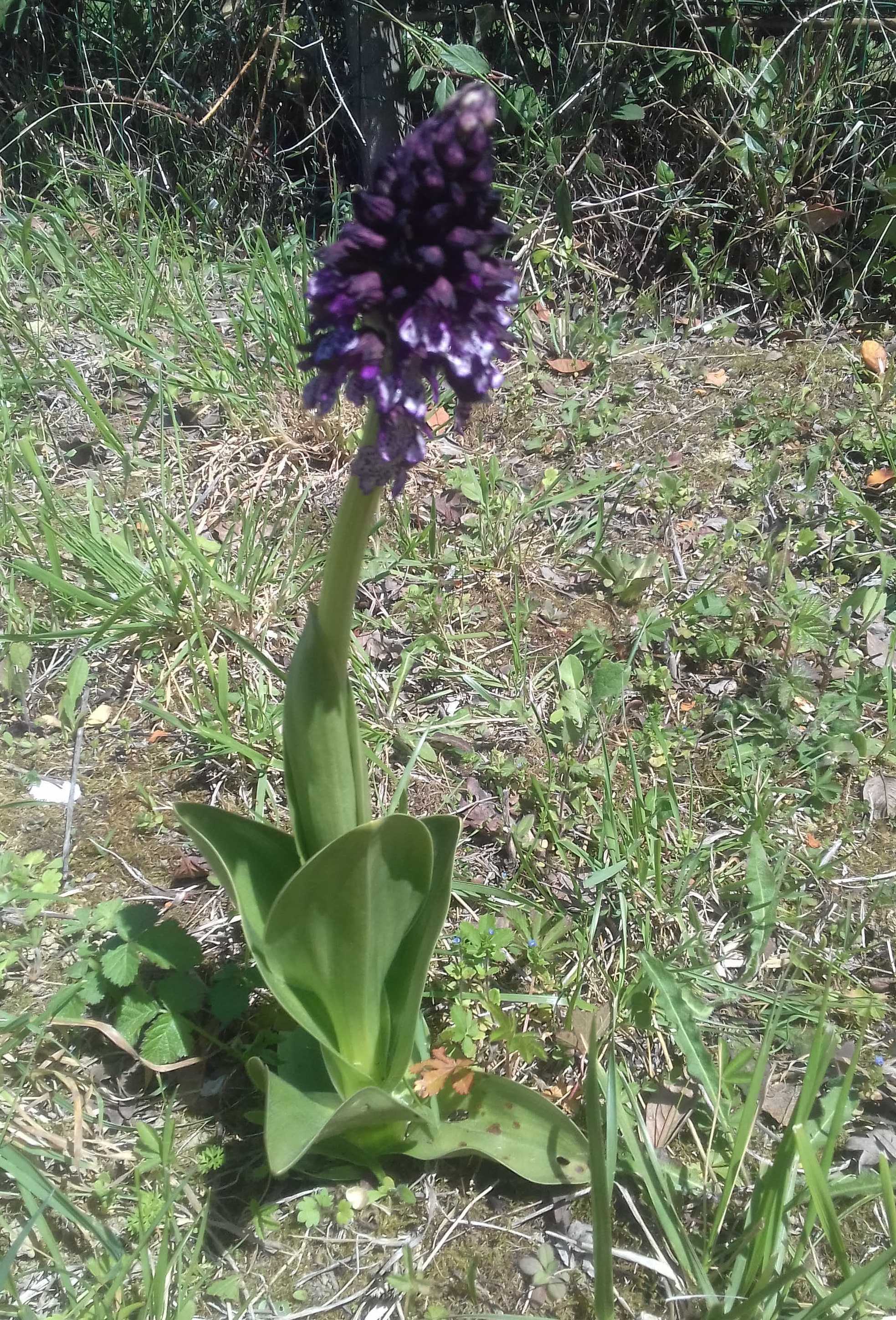 Annexe 20200404_145250.jpg