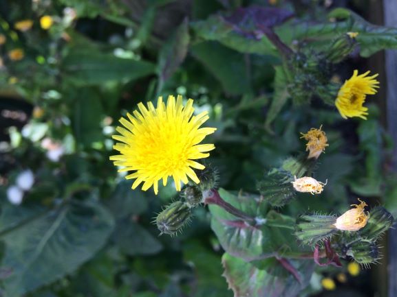 Annexe IMG-5533b.JPG