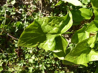 Annexe Arum maculatum feuille.jpg