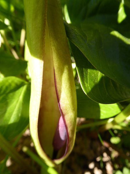 Annexe Arum maculatum spathe.jpg