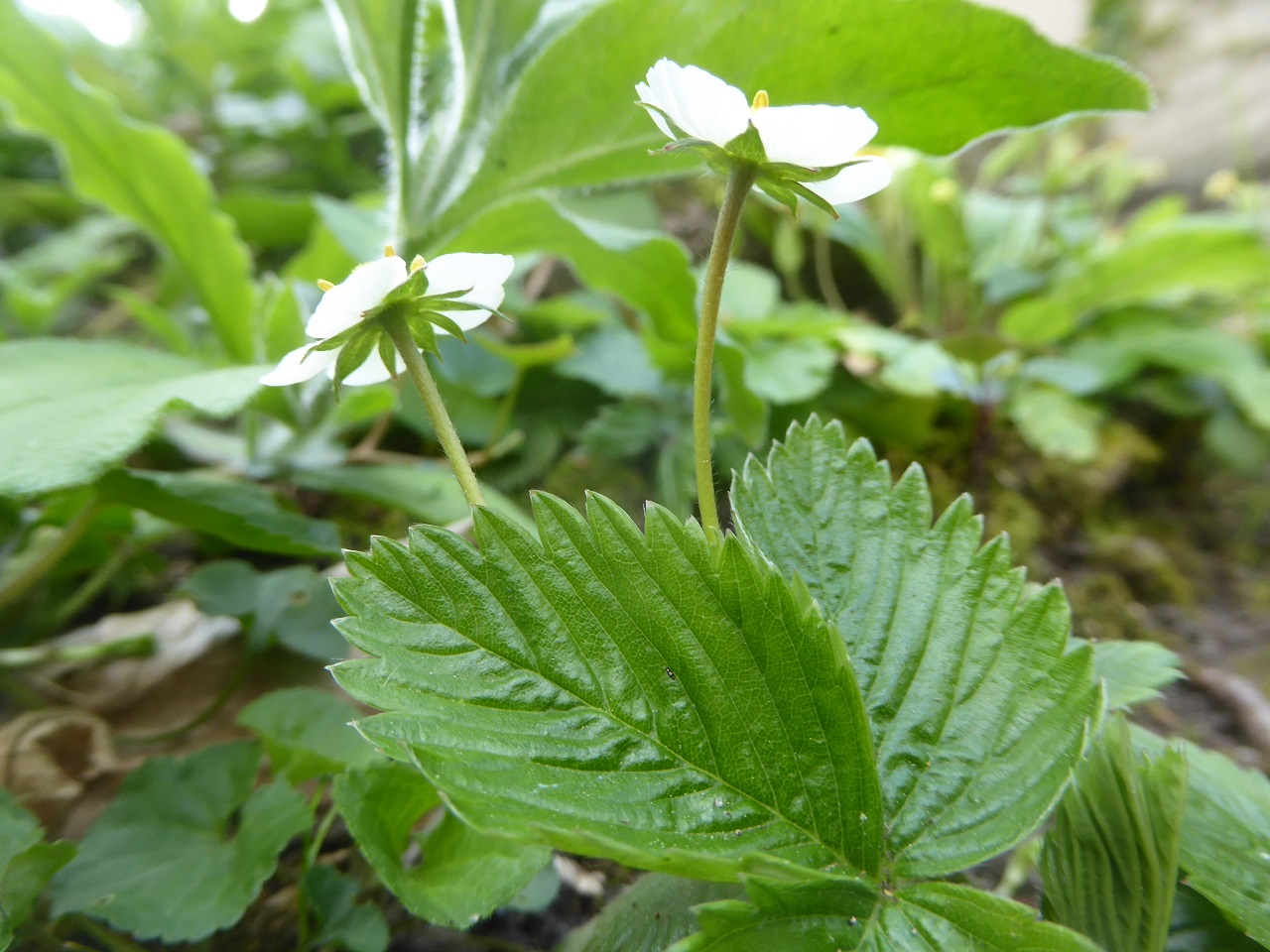 Annexe fraisier-20200402-f51kleber-1-reduit.jpg