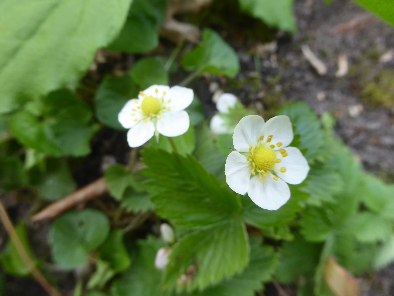 Annexe fraisier-20200402-f51kleber-2-reduit.jpg