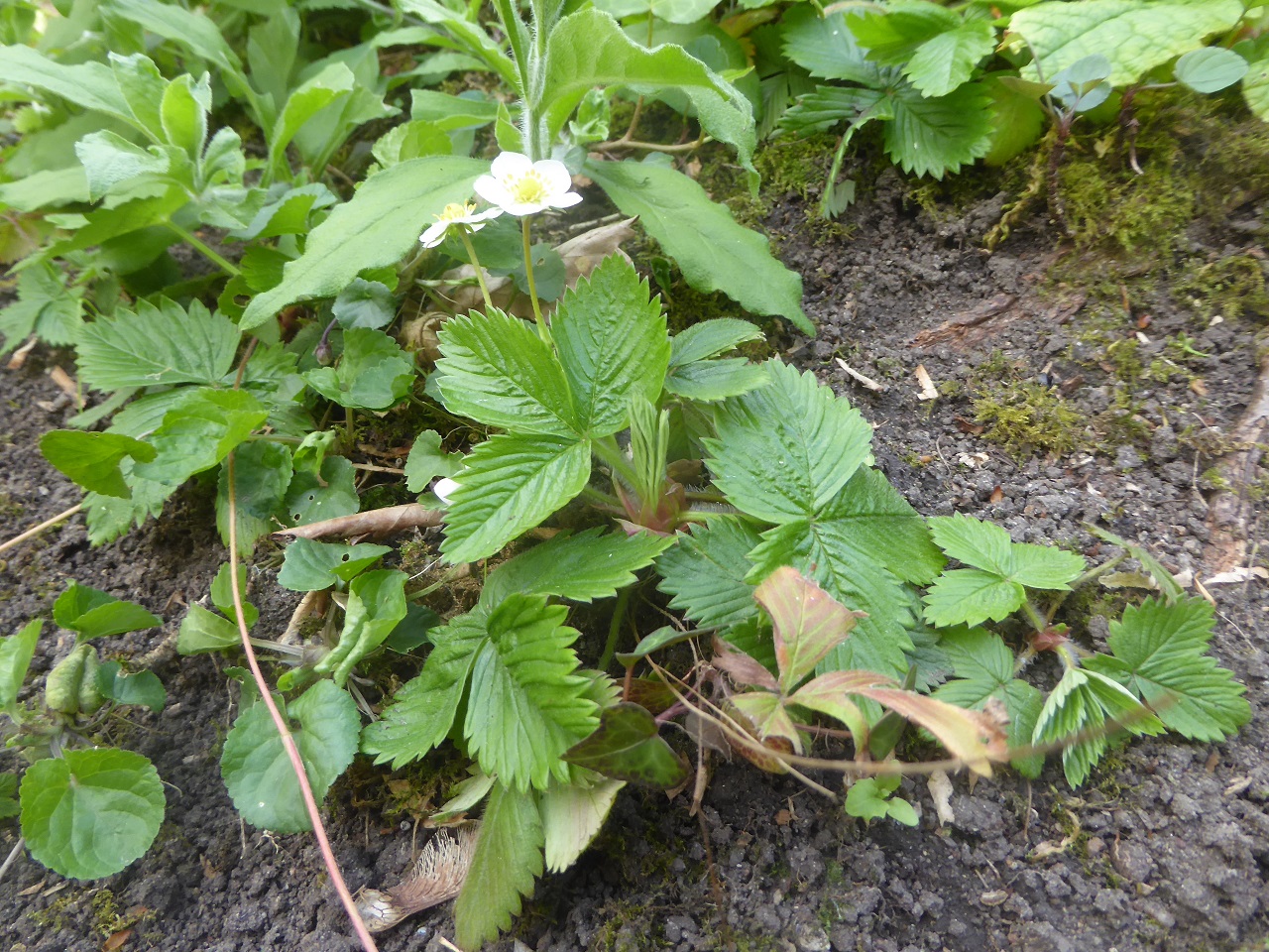 Annexe fraisier-20200402-f51kleber-3-reduit.jpg