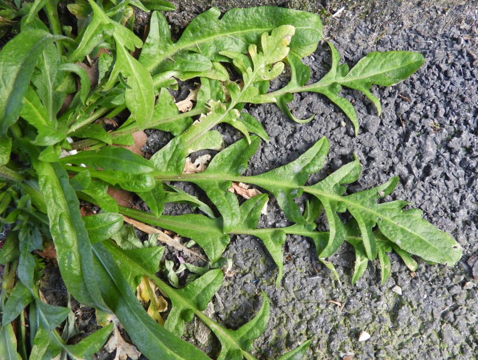 Annexe feuille basale.JPG