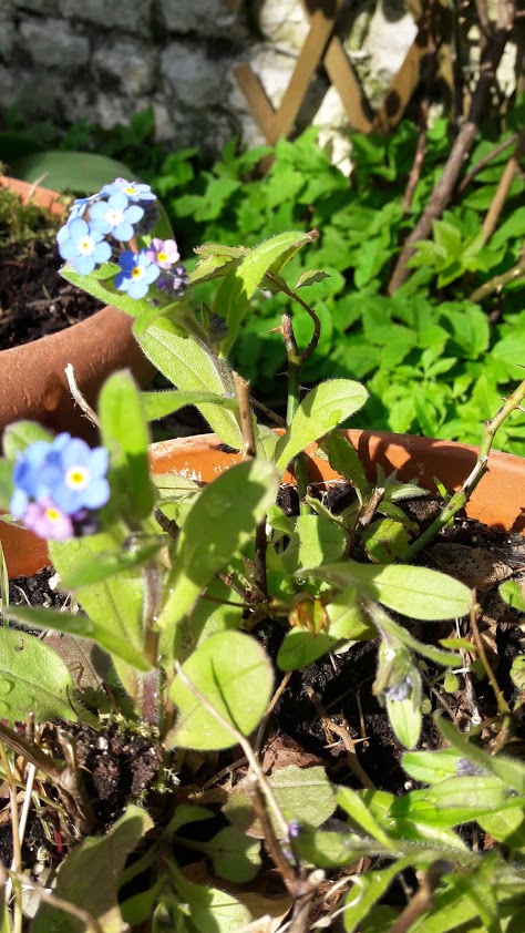 Annexe 20200404_120424.jpg