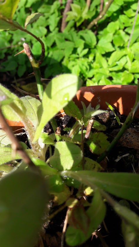 Annexe 20200404_120438.jpg