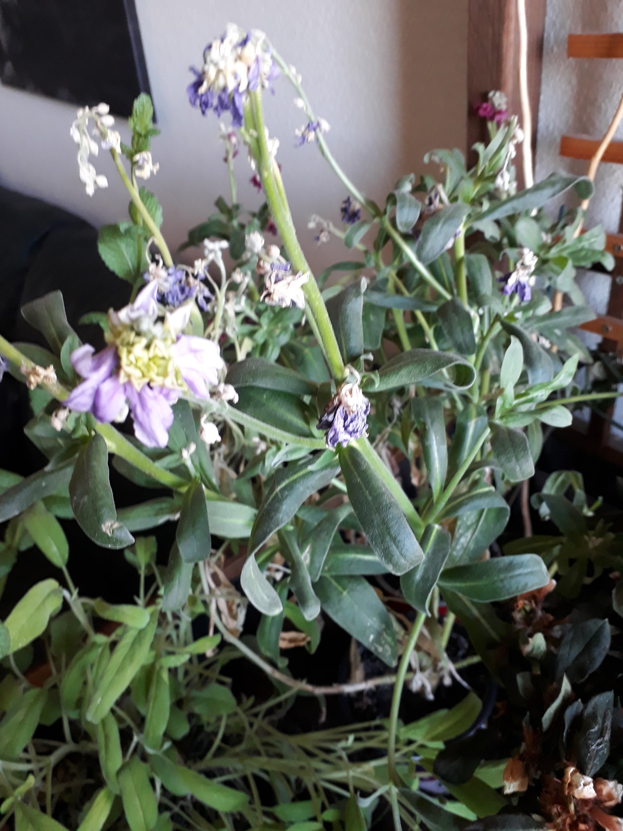 Annexe 20200404_185521.jpg