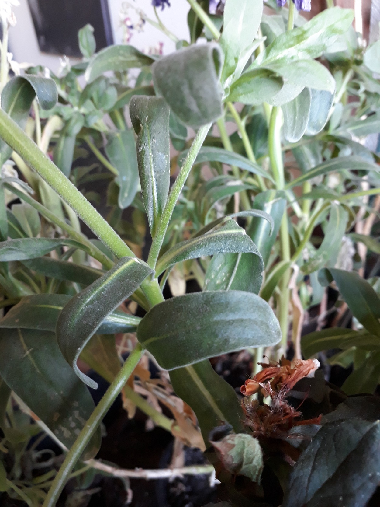 Annexe 20200404_185538.jpg