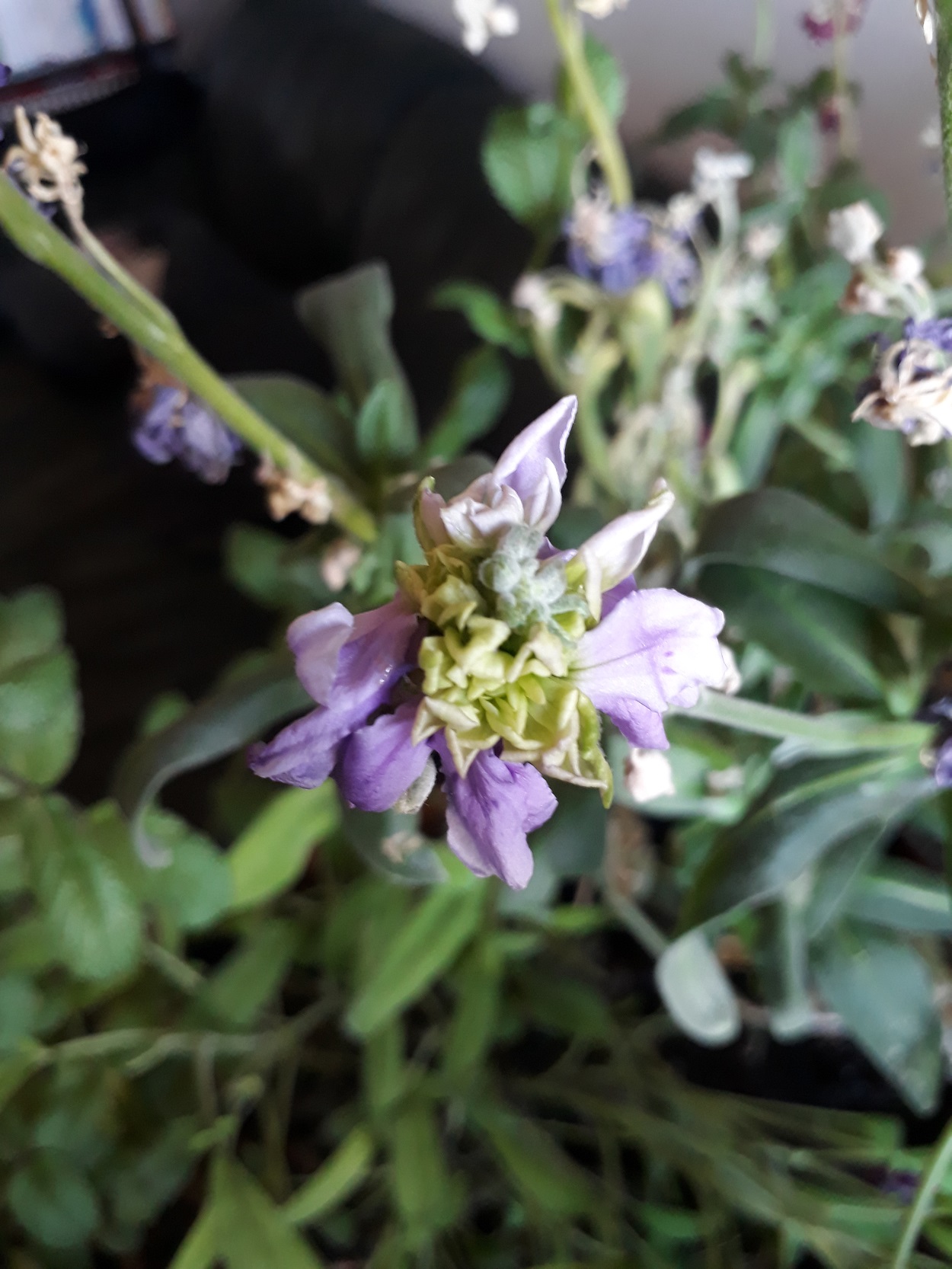 Annexe 20200404_185754.jpg