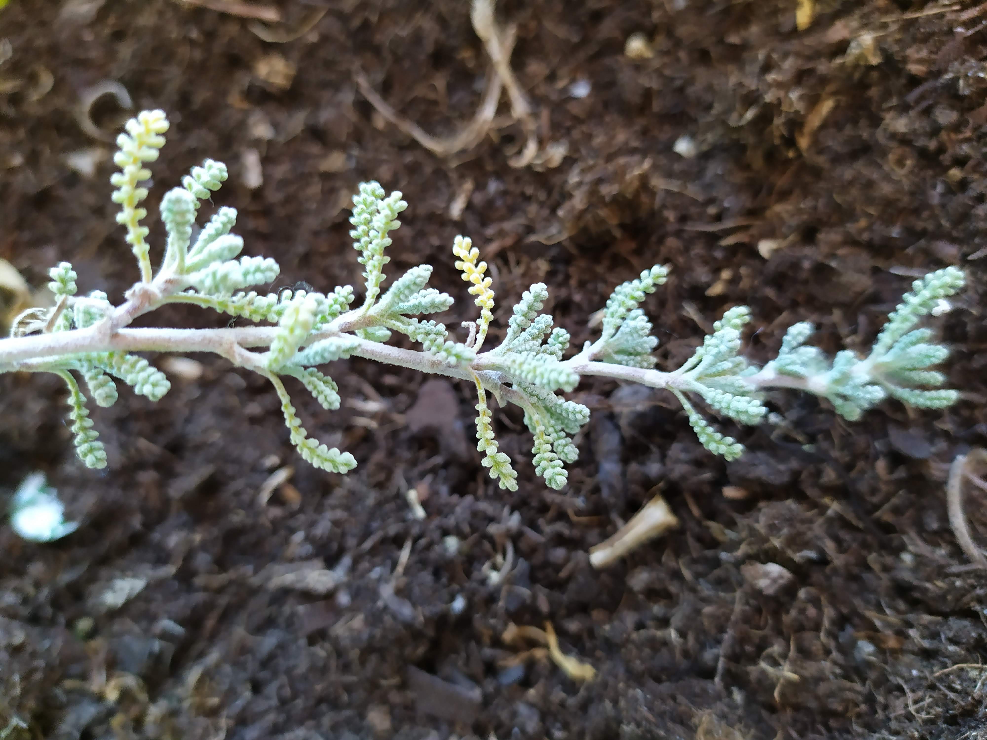 Annexe IMG_20200404_183210[1].jpg