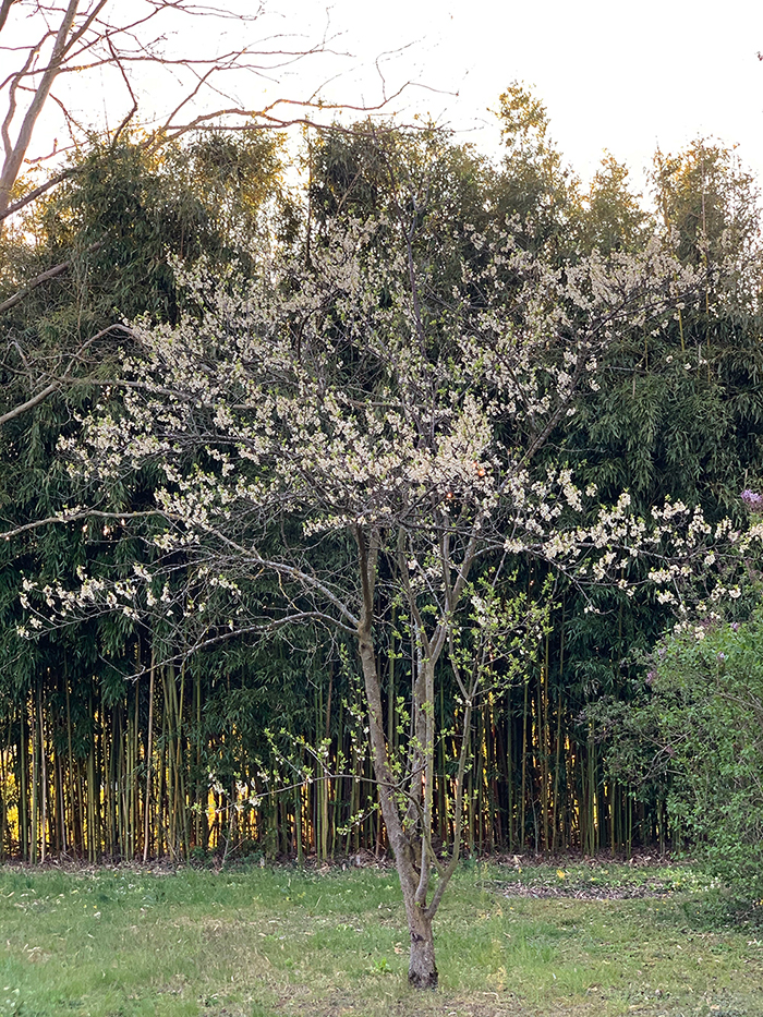 Annexe Prunus arbre.jpg