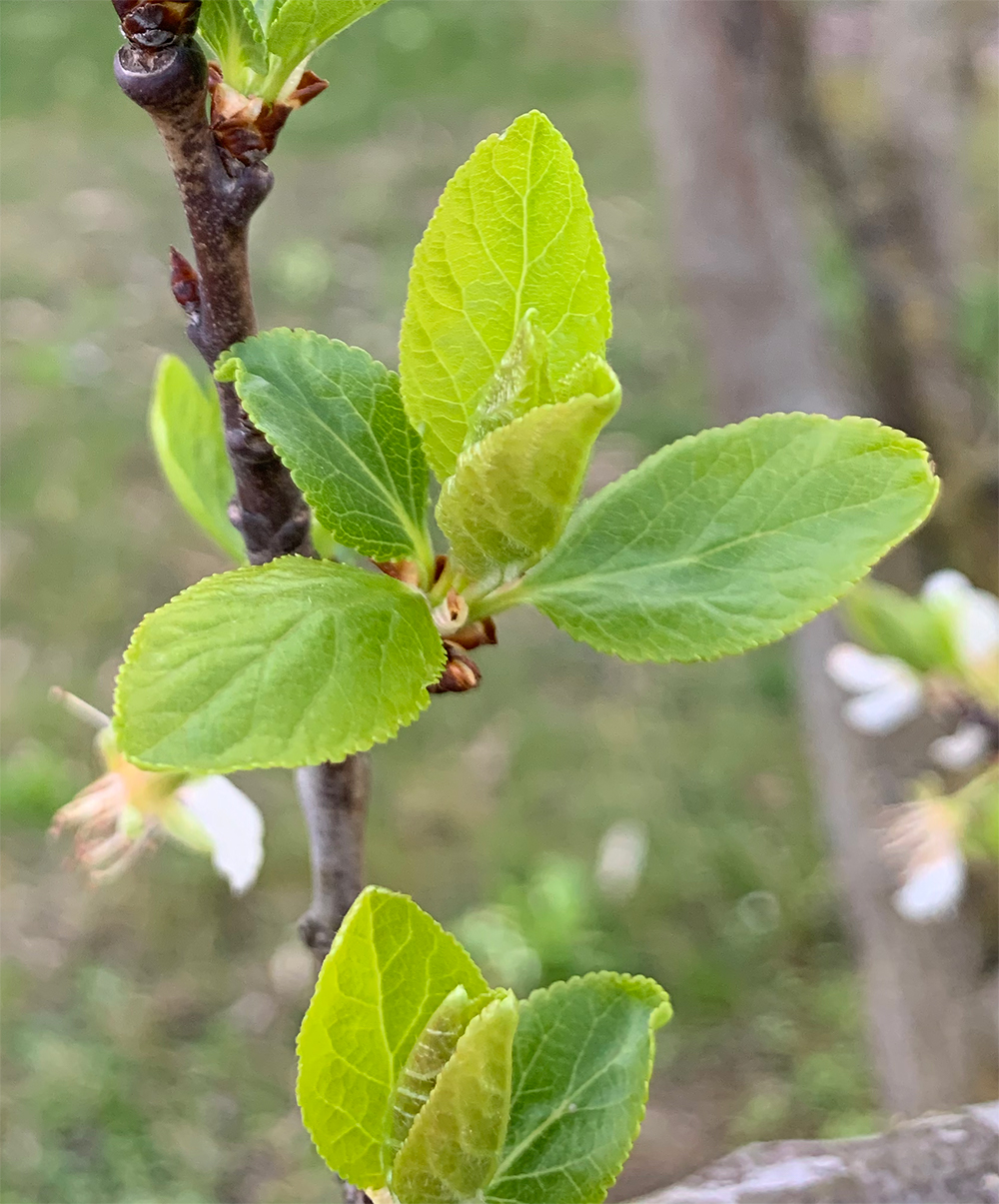 Annexe Prunus feuille.jpg