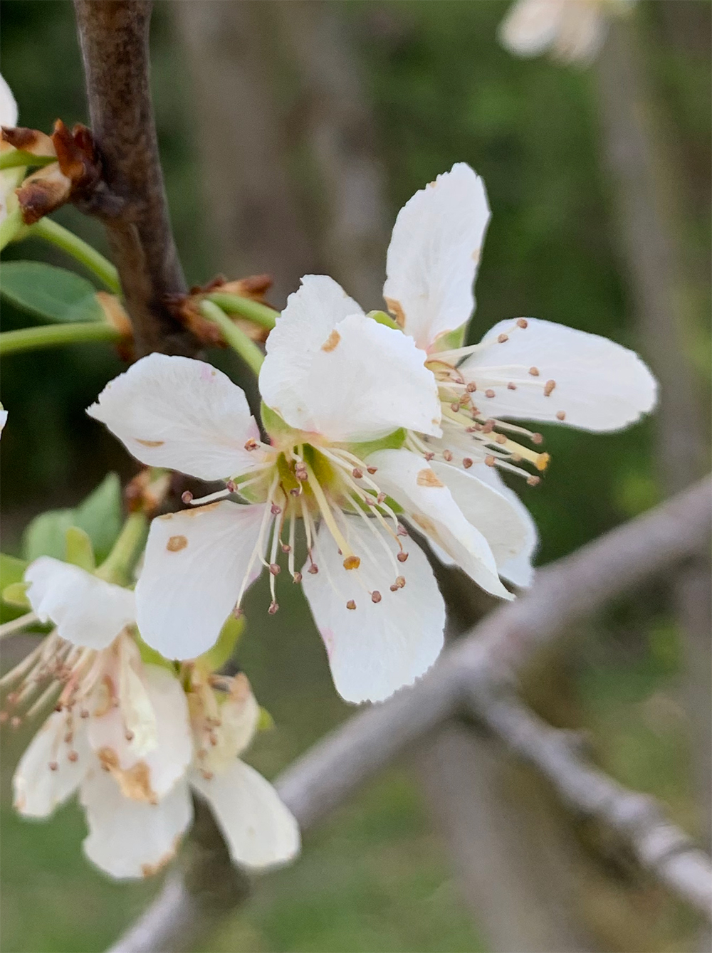 Annexe Prunus fleur.jpg
