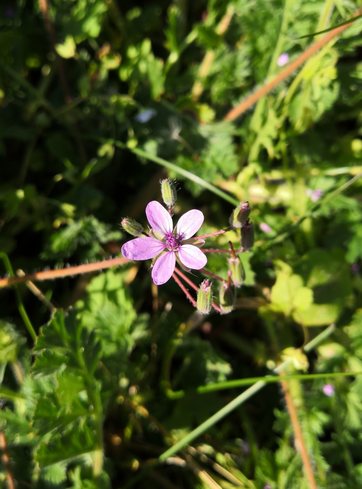 Annexe Fleur géranium .jpg