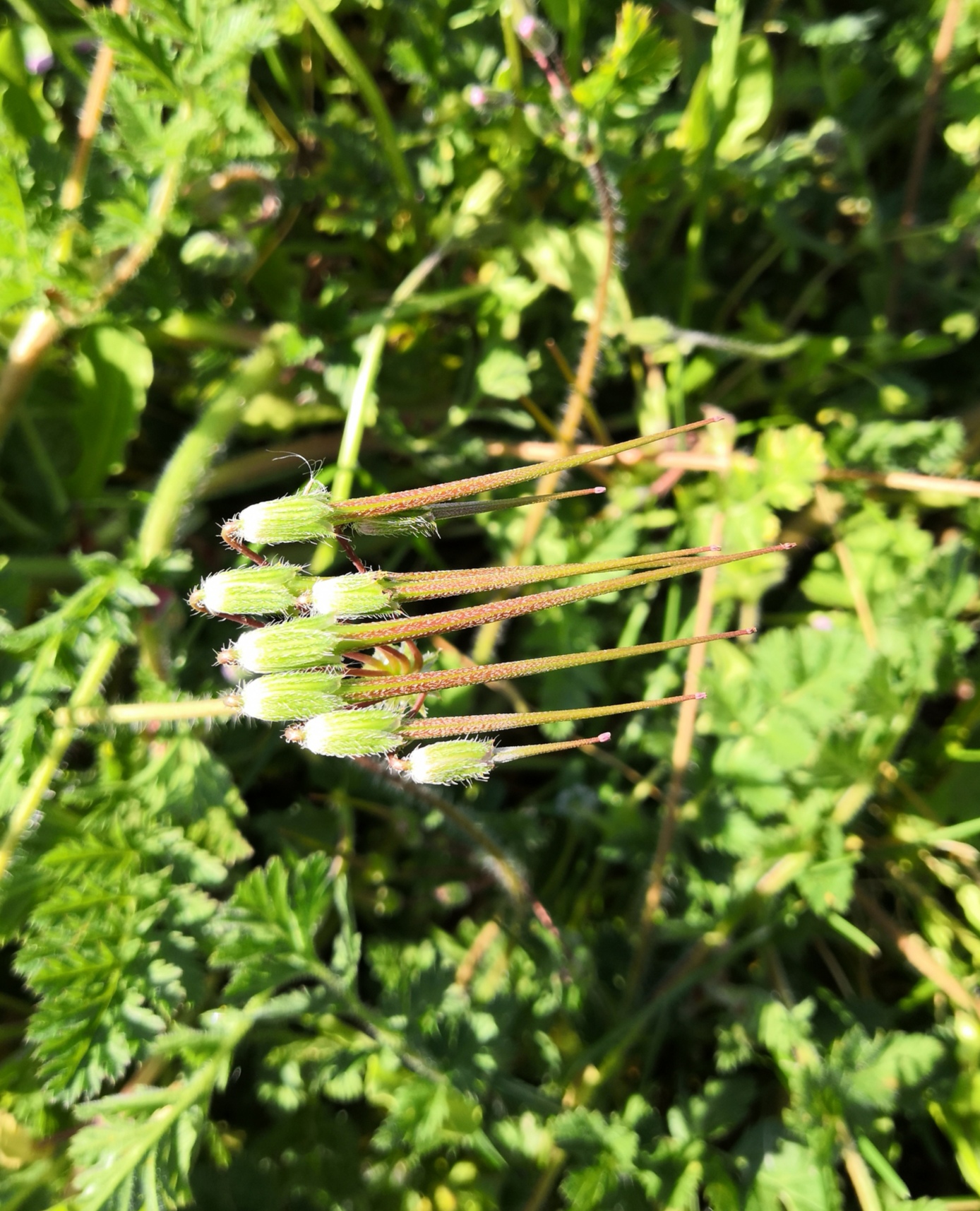 Annexe Fruit géranium .jpg