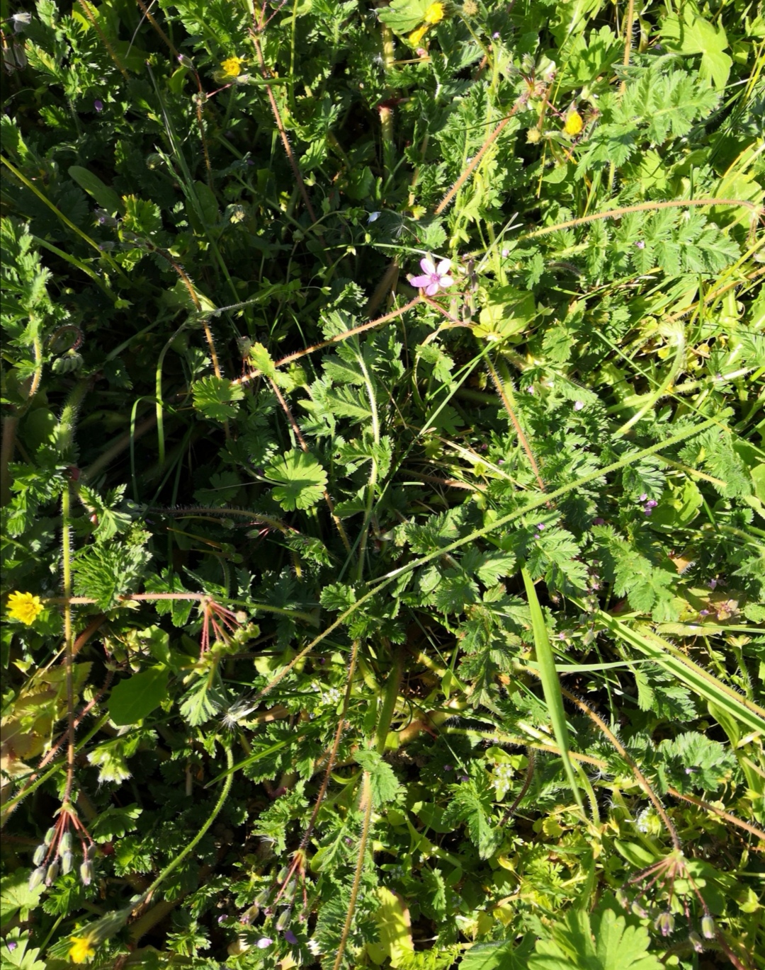 Annexe Géranium .jpg