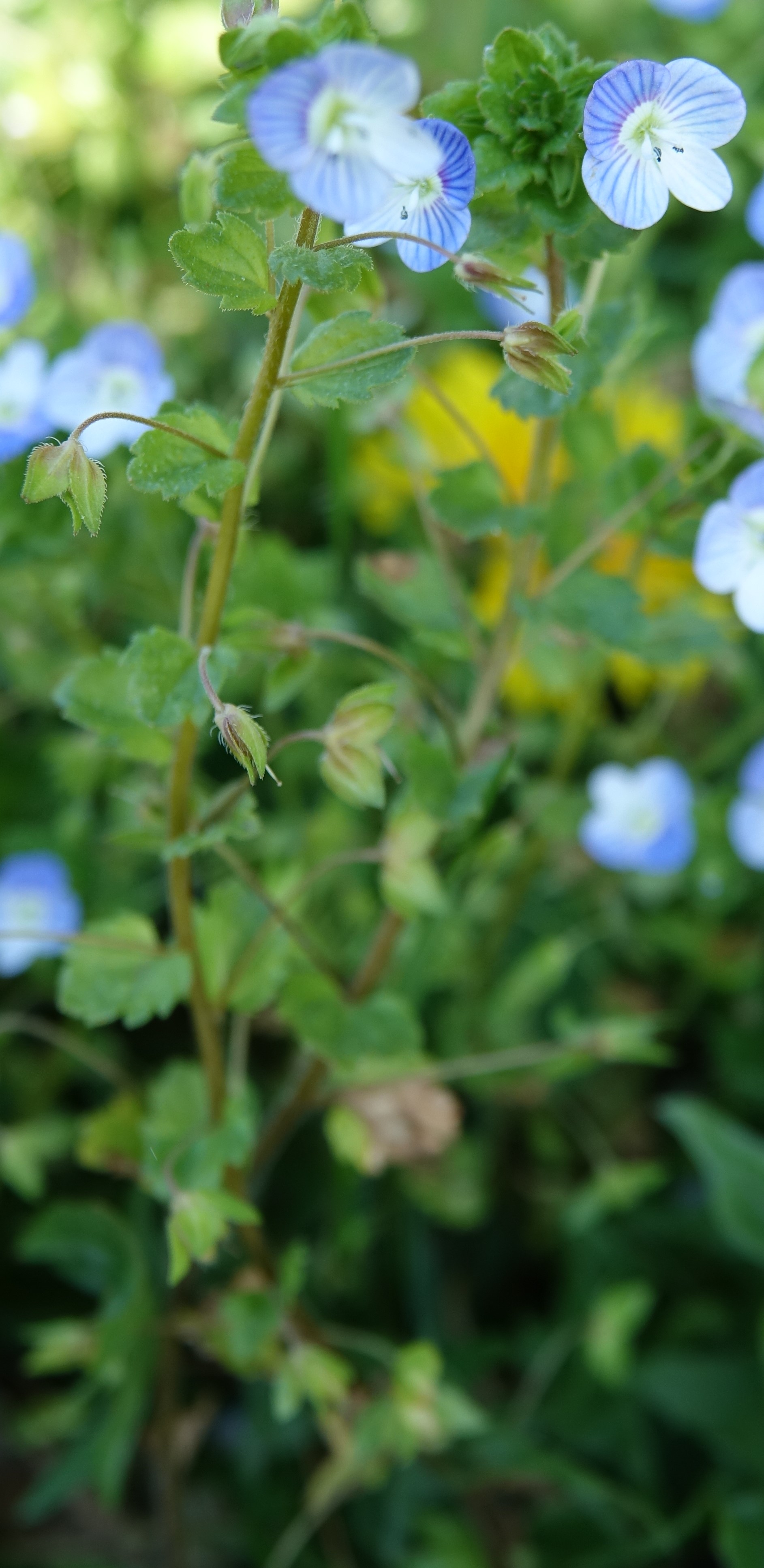 Annexe DSC03715 (2).JPG