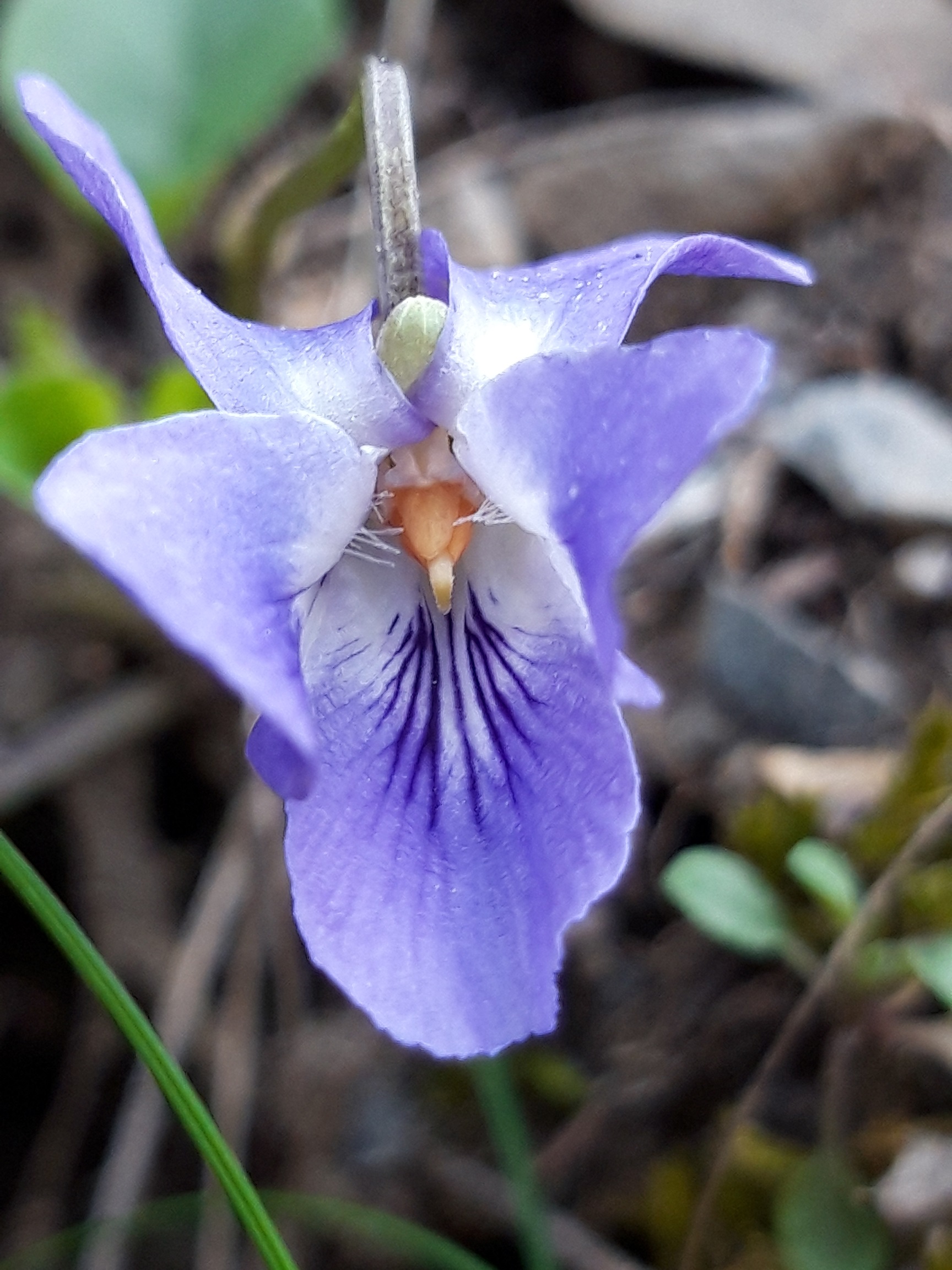 Annexe violette 1.jpg