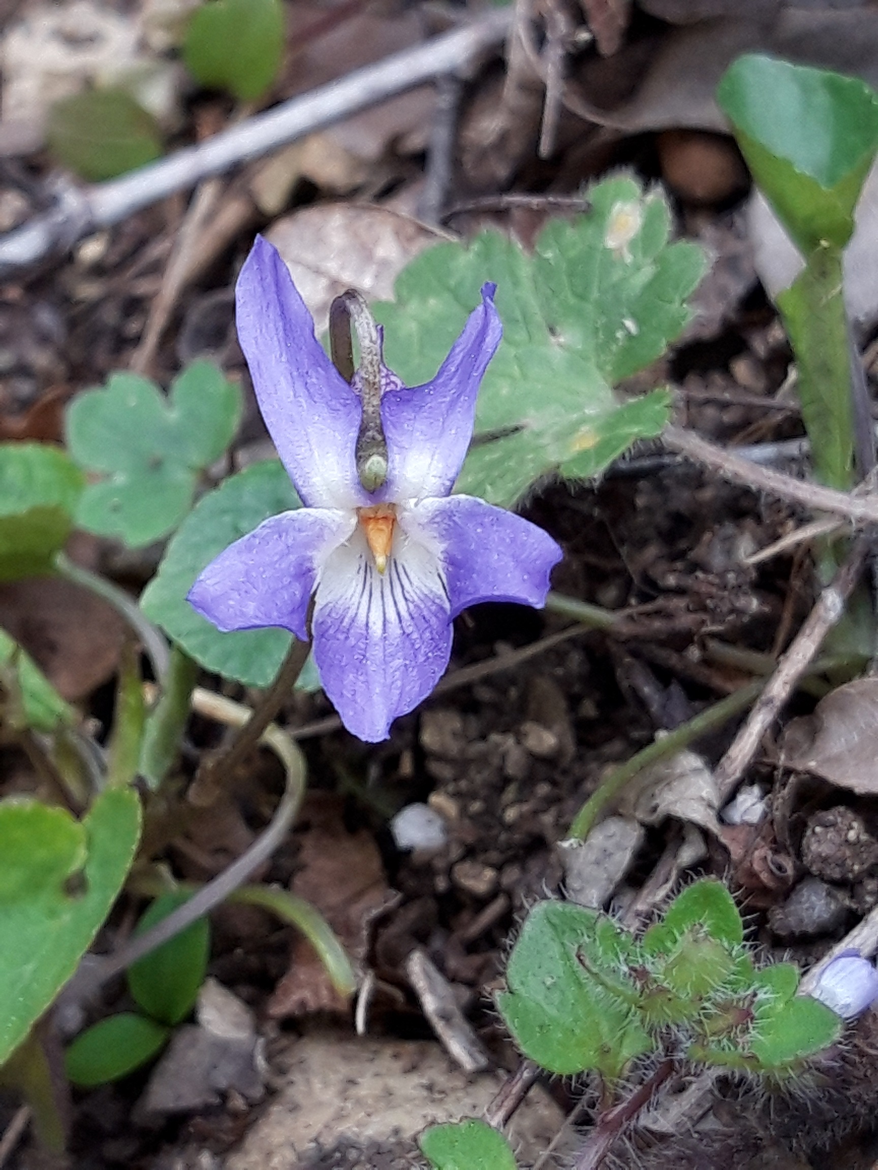 Annexe violette 2.jpg