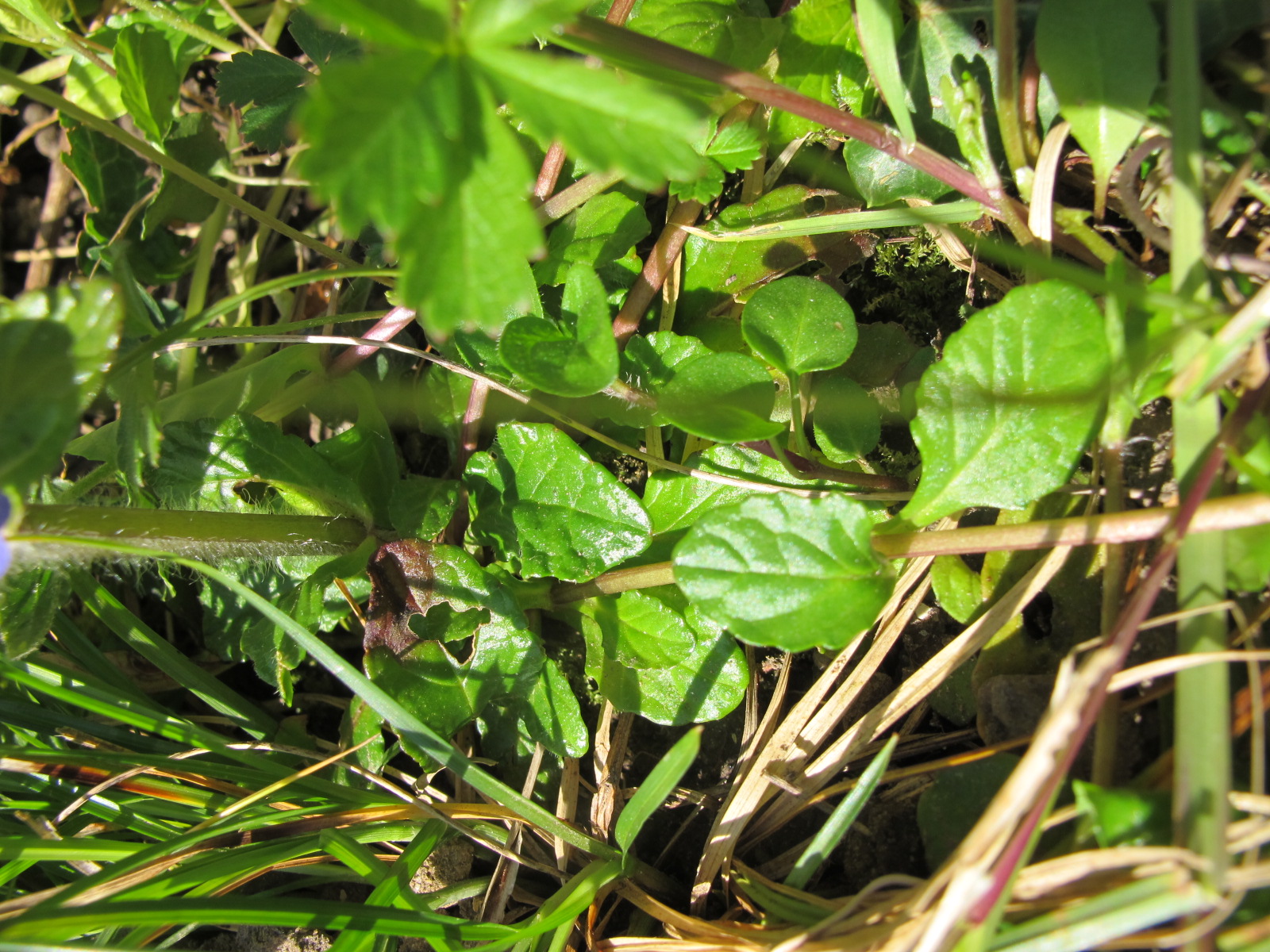 Annexe Fe_basales_et_stolons.JPG