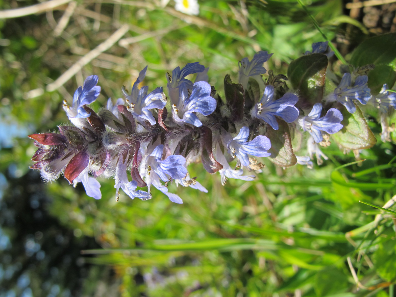 Annexe Hampe_florale.JPG