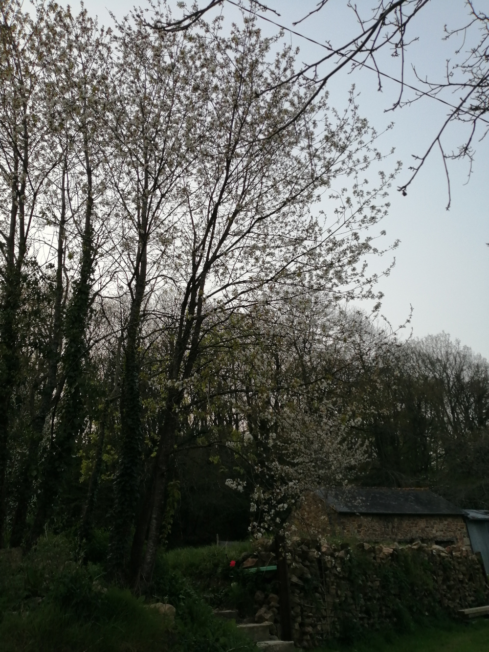 Annexe IMG_20200328_182419.jpg